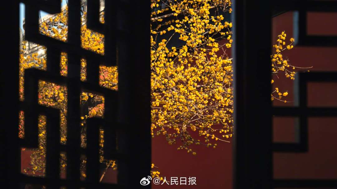 1月28日，苏州，金黄蜡梅和红墙适配度极高，每一张都像壁纸！
