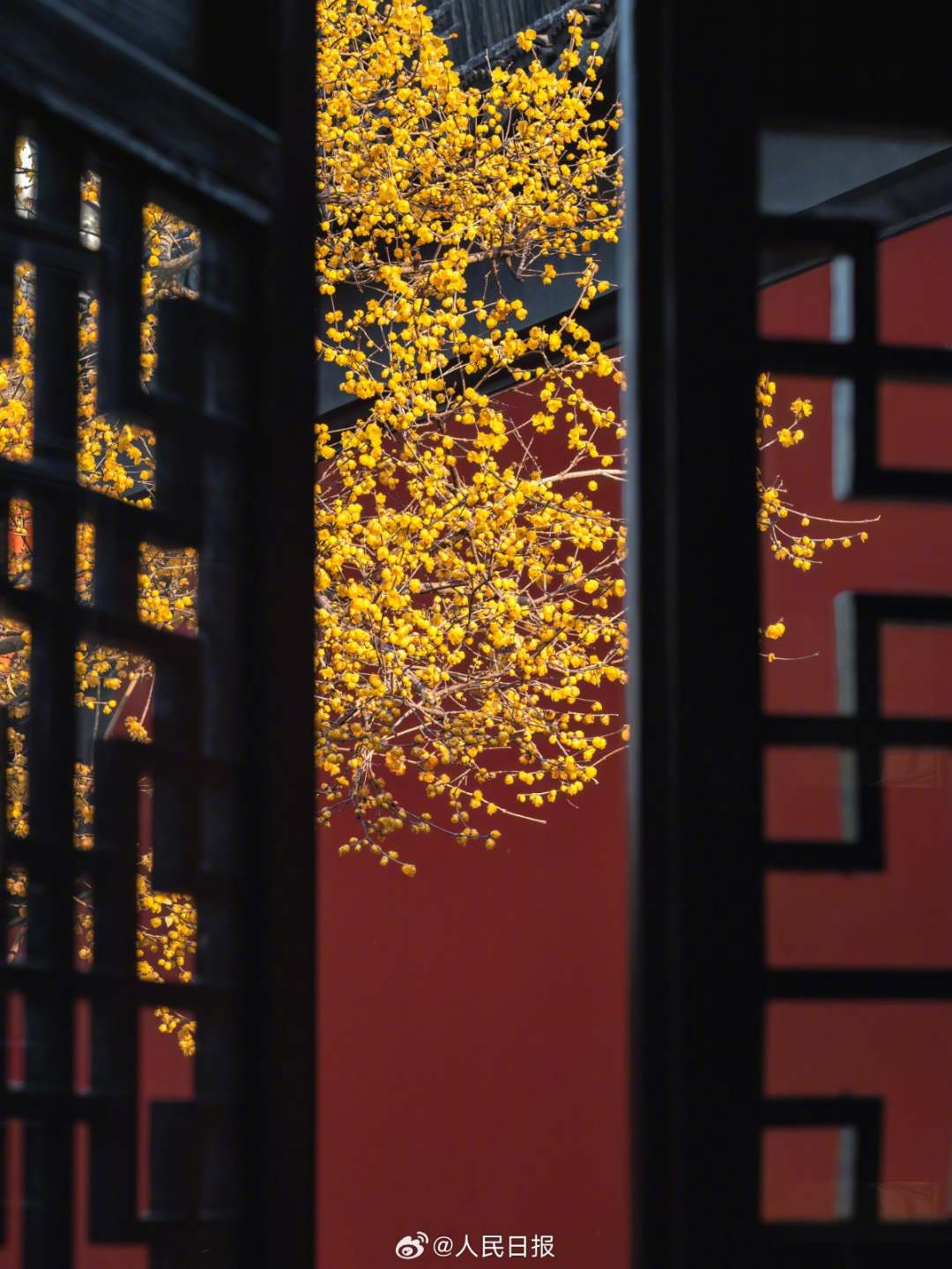 1月28日，苏州，金黄蜡梅和红墙适配度极高，每一张都像壁纸！