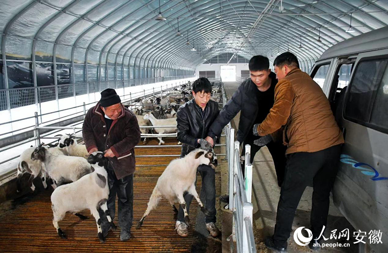 新春走基层丨萧县白山羊成了香饽饽