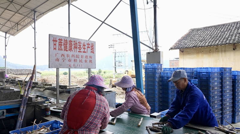 新春走基层|走近“糖罐子”:甜蜜事业从“根”开始 新春走基层|走近“糖罐子”:甜蜜事业从“根”开始