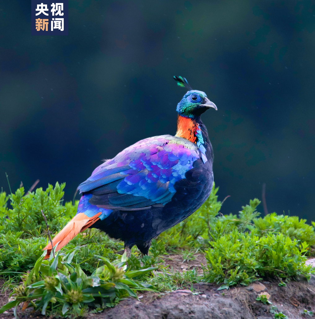 棕尾虹稚（国家一级保护动物）