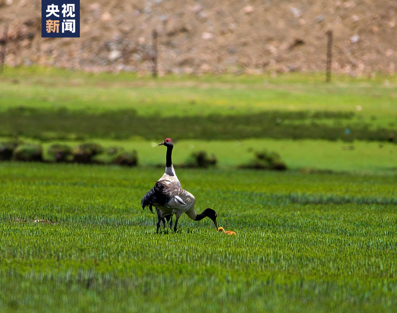 黑颈鹤一家（国家一级保护动物）