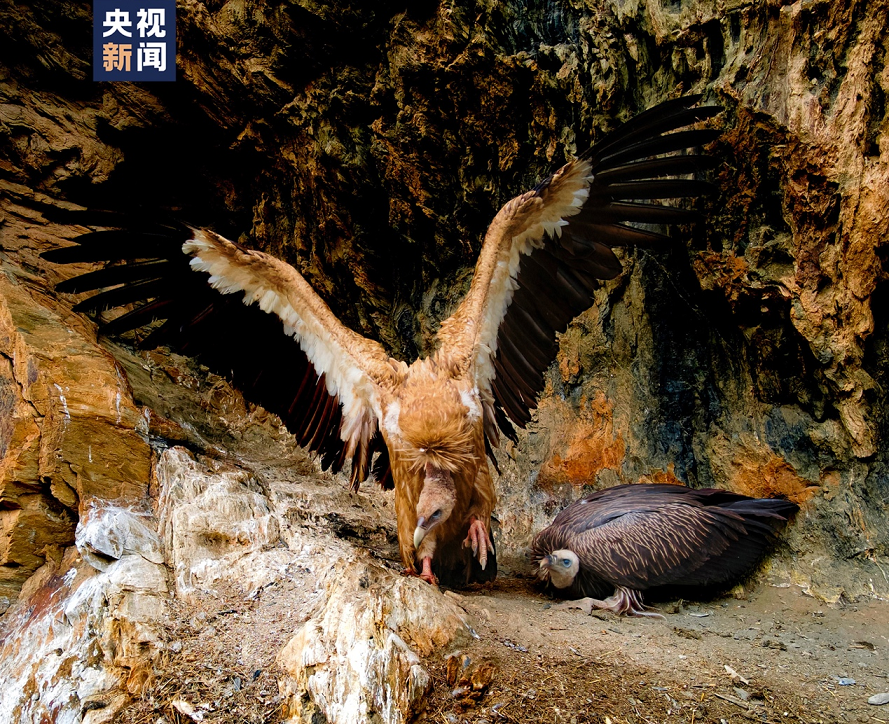 兀鹫（国家二级保护动物）