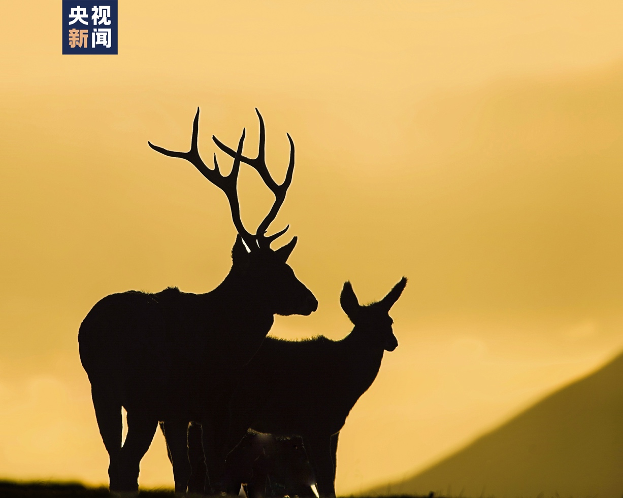 剪影白唇鹿（国家一级保护动物）