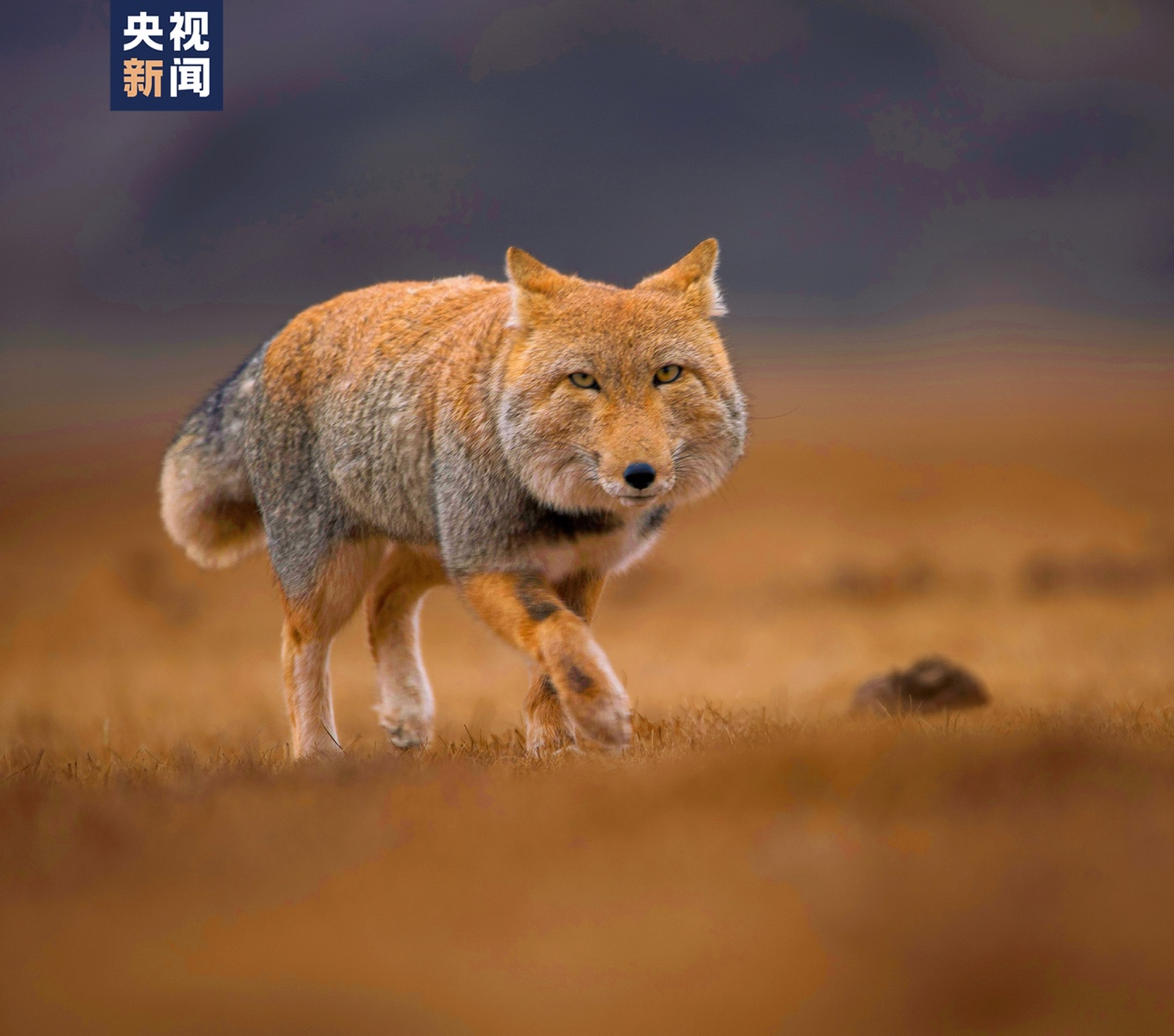 藏狐（国家二级保护动物）