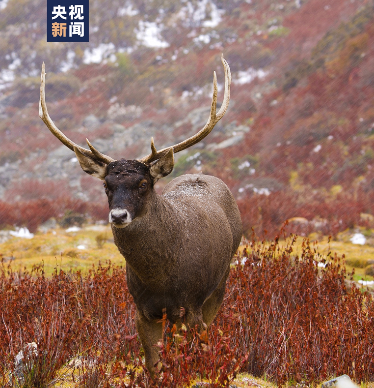 西藏自治区山南市地势自西向东逐渐降低，平均海拔在3700米左右。在这片群山沟壑中栖息着盘羊、马鹿、白唇鹿、马麝、藏狐、黑颈鹤、棕尾虹稚、兀鹫等众多健硕威猛、呆萌可爱的野生动物，它们灵动而矫健的身姿绘就了藏源山南多彩的生态蓝图。雪中的白唇鹿（国家一级保护动物）