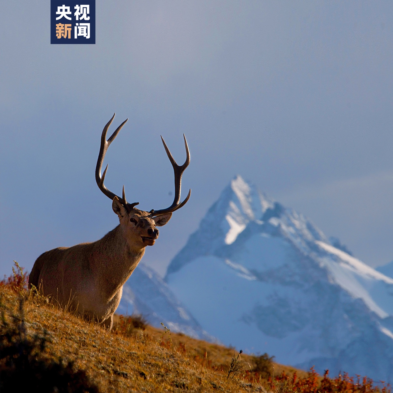 雪山下的马鹿（国家二级保护动物）