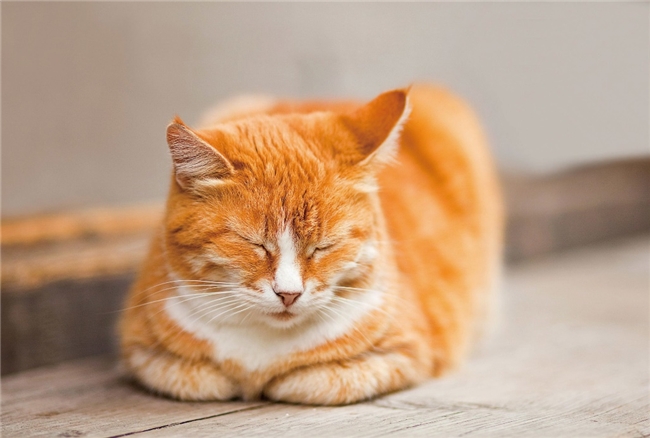 猫粮什么牌子好满足猫咪饮食需求的就是好选择