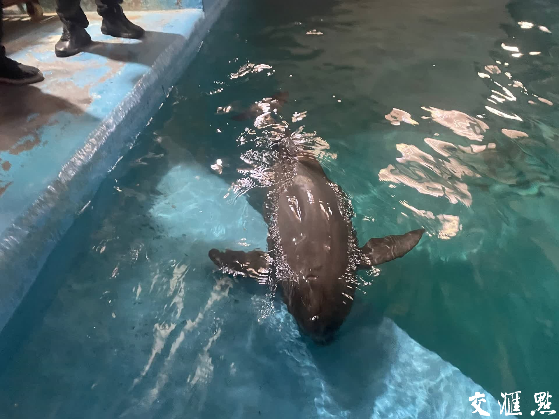 尾部受伤江豚找到啦已成功接受救治