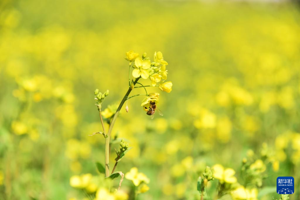 2月16日，在湖南省常德市澧县城头山镇，蜜蜂在油菜花田中飞舞。
近期，贵州、广西、云南、湖南等地油菜花盛开，散发浓浓春意。
新华社发（柏依朴摄）