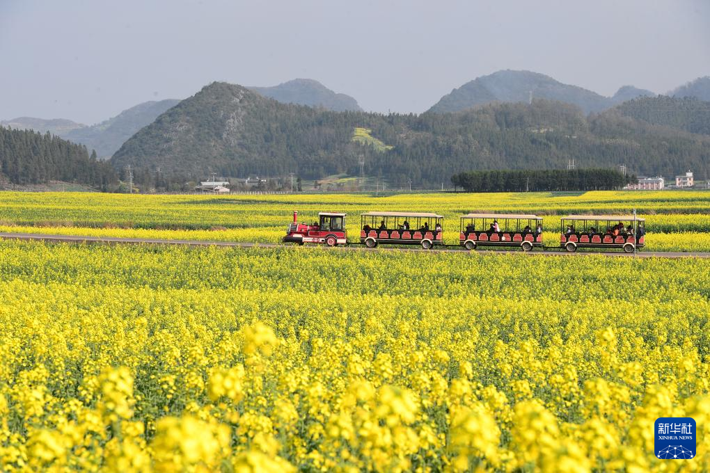 2月16日，游客乘坐观光车在云南省罗平县的油菜花海中游玩。新华社发（毛虹摄）