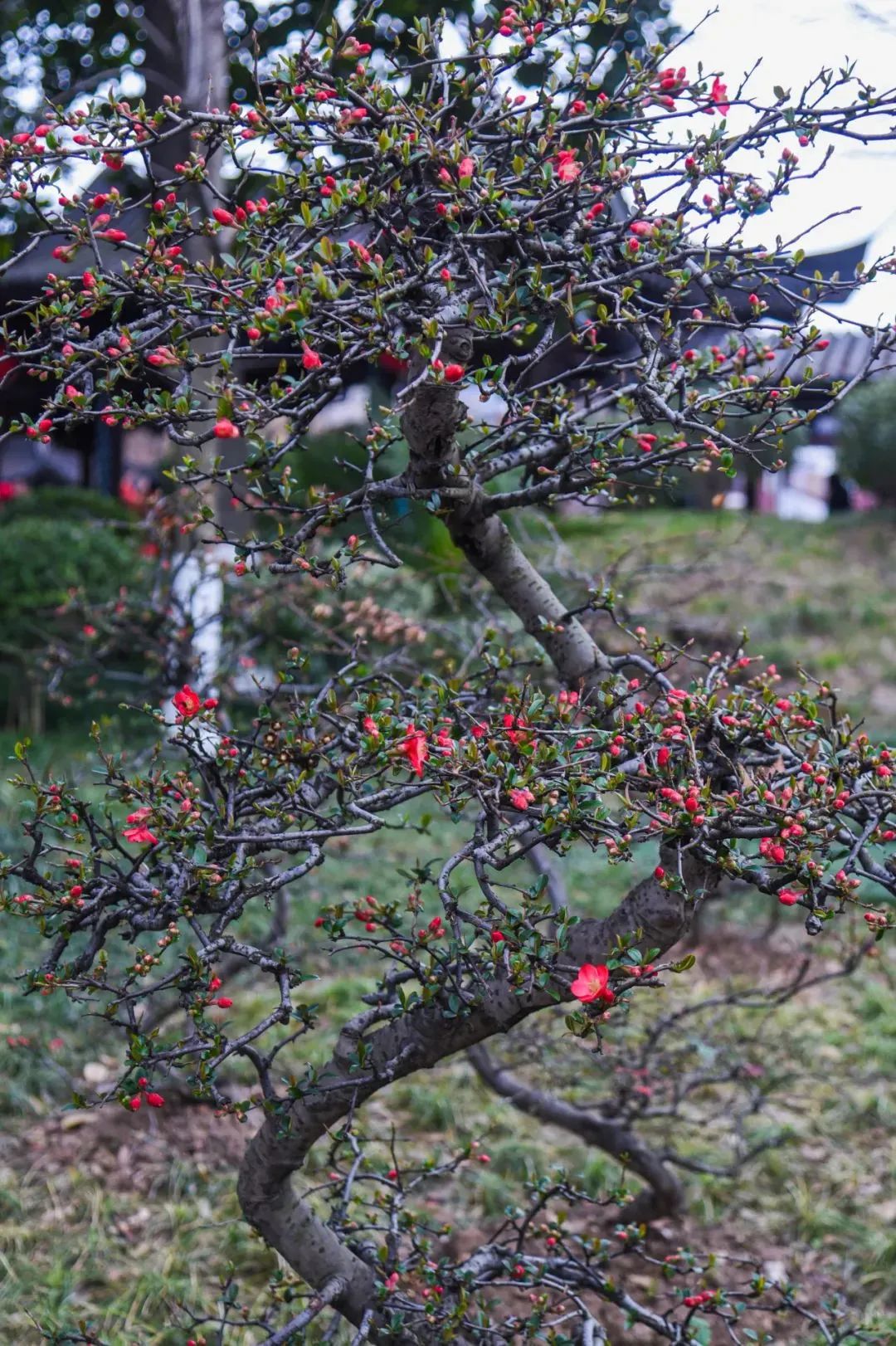 莫愁湖的海棠花图片