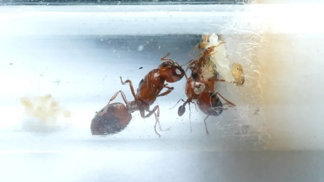 试管里装红狂蚁?