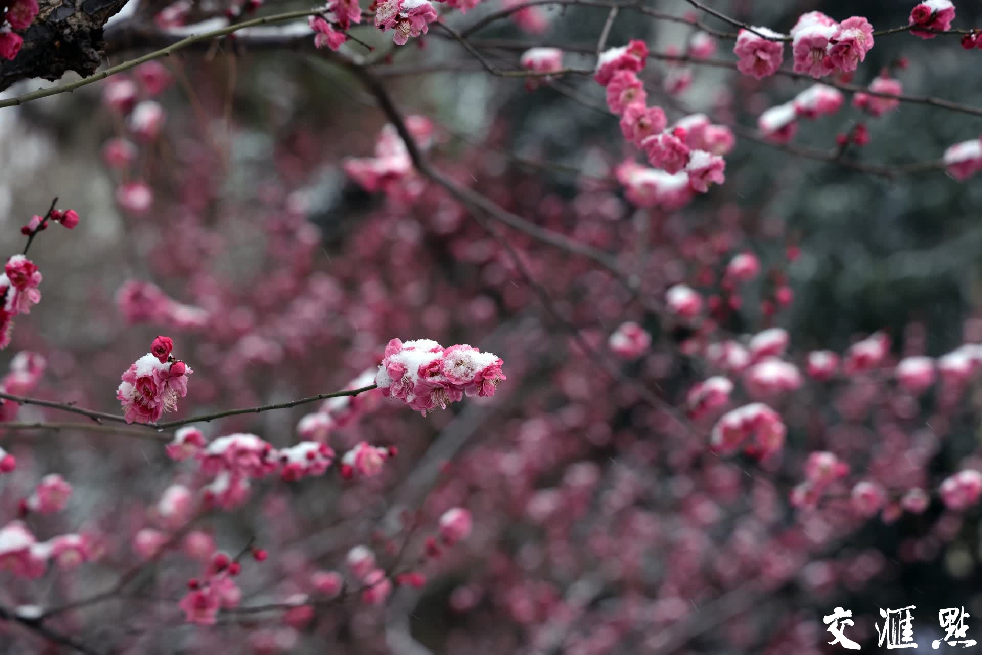 雪中梅花枝头俏