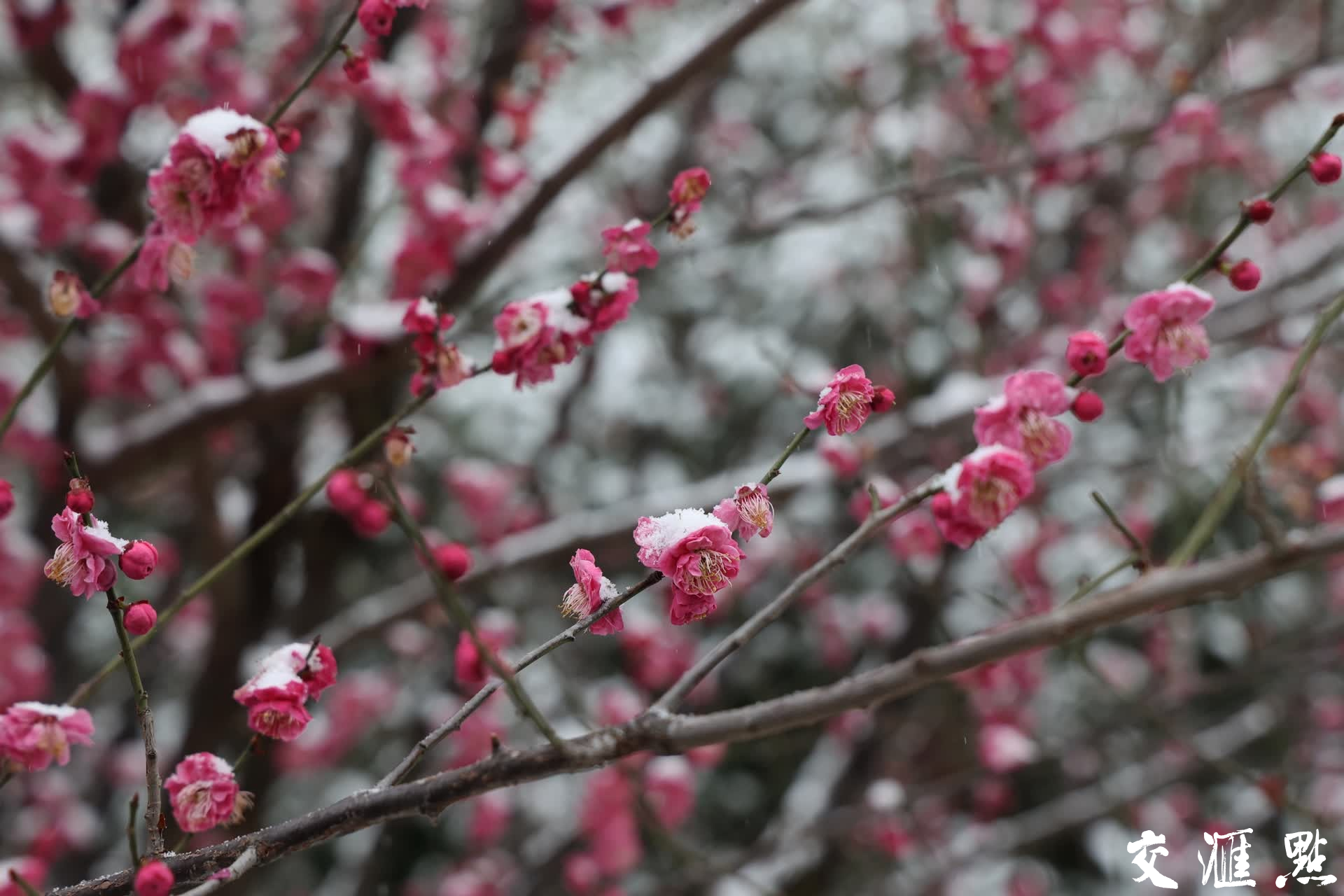 2024年2月22日，南京瑞雪普降，莫愁湖公园盛开的梅花披上了“雪衣”，雪中梅花枝头俏，梅花与白雪相依相衬，美不胜收，吸引众多市民前来欣赏。
新华日报·交汇点记者 宋宁 摄