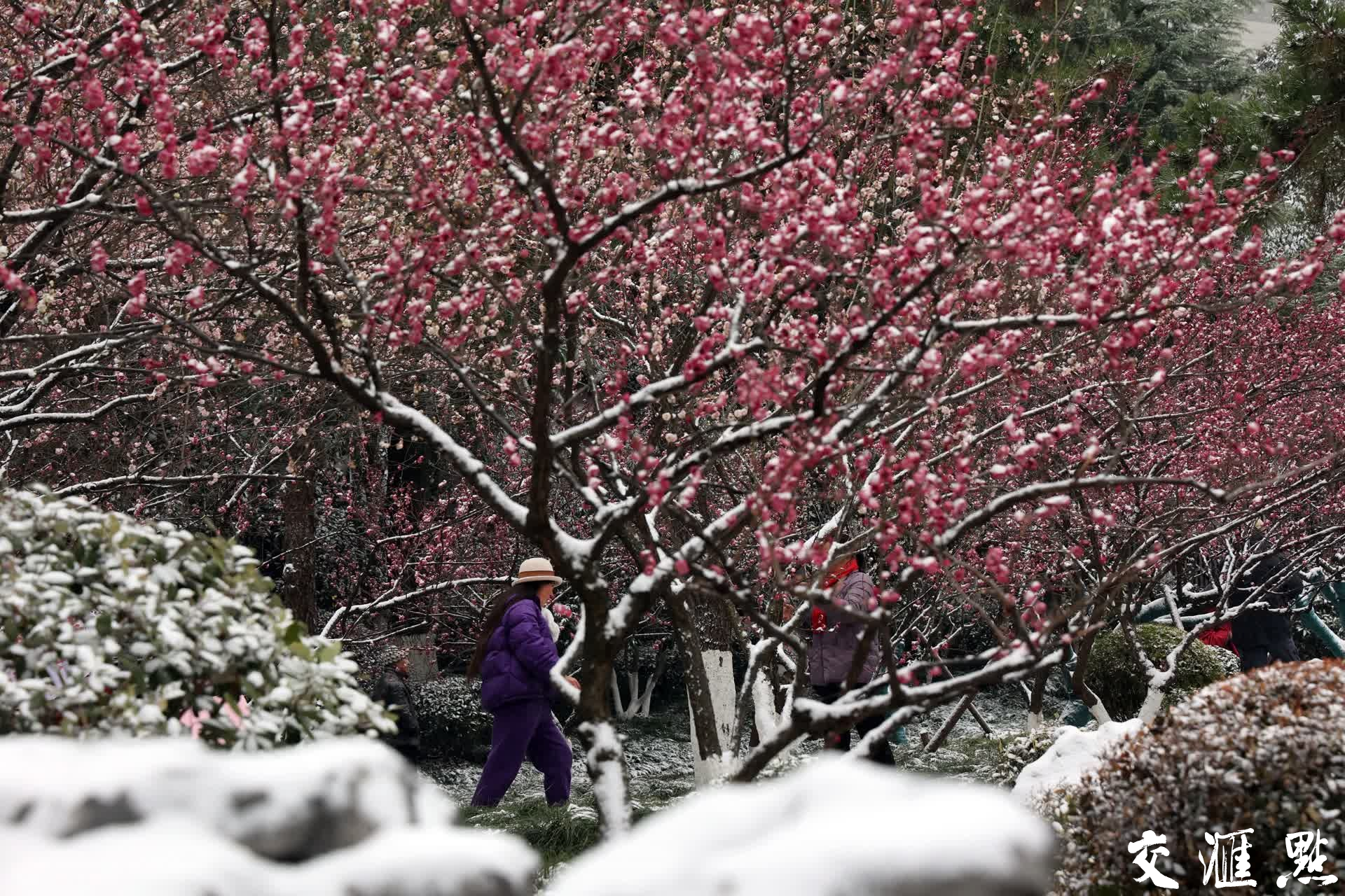 2024年2月22日,南京瑞雪普降,莫愁湖公园盛开的梅花披上了雪衣,雪中