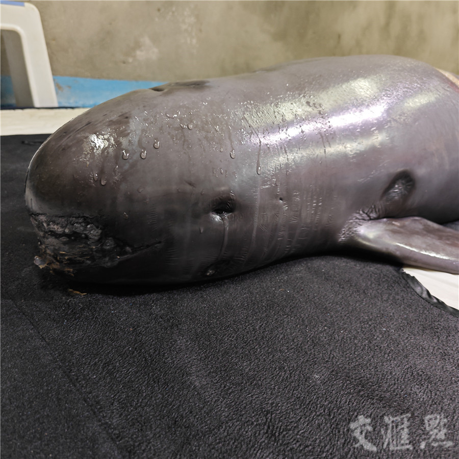 专家称,江豚会由多种原因从眼中分泌出黏液,被称为"江豚的眼泪".