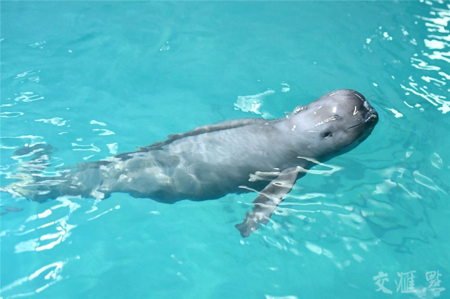 病情有所好转南京江豚妹妹开启康复之路