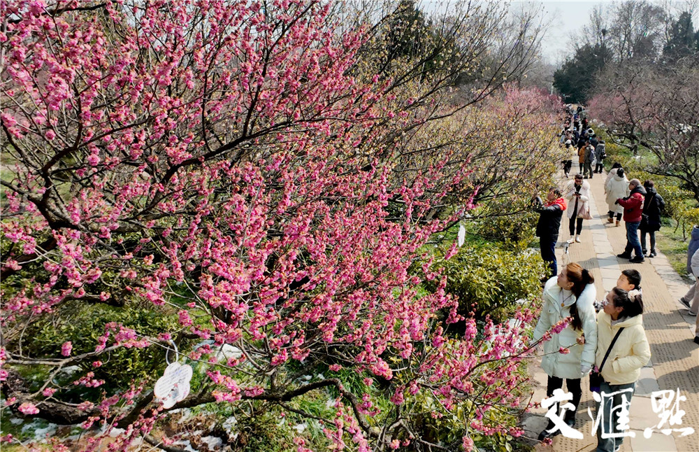 2024年2月25日，雪后的南京太阳出来了，市民和游客来到南京梅花山踏雪寻梅。粉、红、白的梅花配上白雪, 散发着淡淡的幽香，让人流连忘返。 新华日报·交汇点记者 吴俊摄