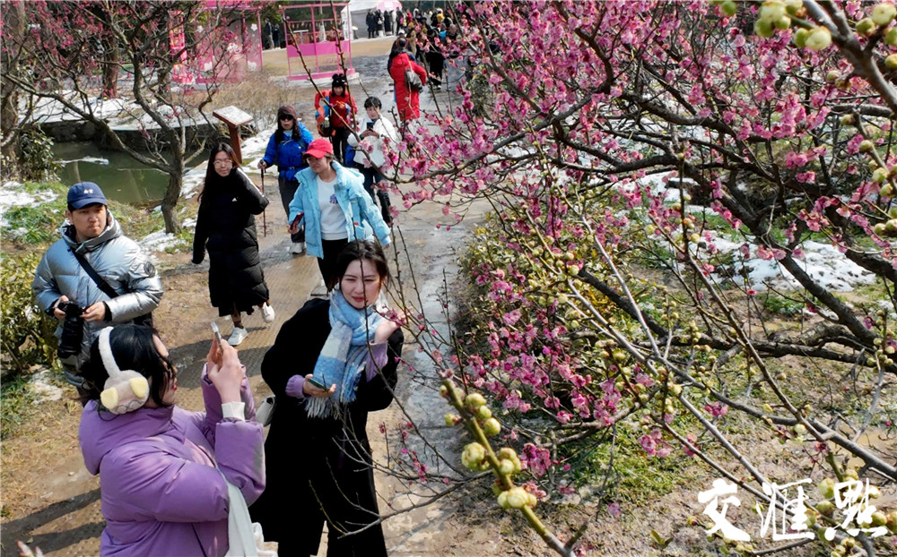 2024年2月25日，雪后的南京太阳出来了，市民和游客来到南京梅花山踏雪寻梅。粉、红、白的梅花配上白雪, 散发着淡淡的幽香，让人流连忘返。 新华日报·交汇点记者 吴俊摄