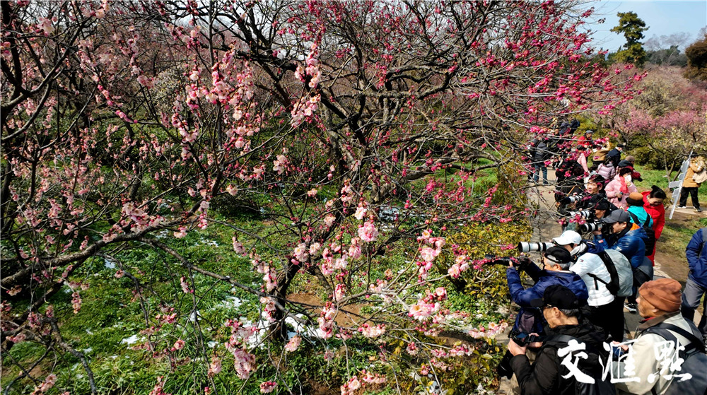 2024年2月25日，雪后的南京太阳出来了，市民和游客来到南京梅花山踏雪寻梅。粉、红、白的梅花配上白雪, 散发着淡淡的幽香，让人流连忘返。 新华日报·交汇点记者 吴俊摄