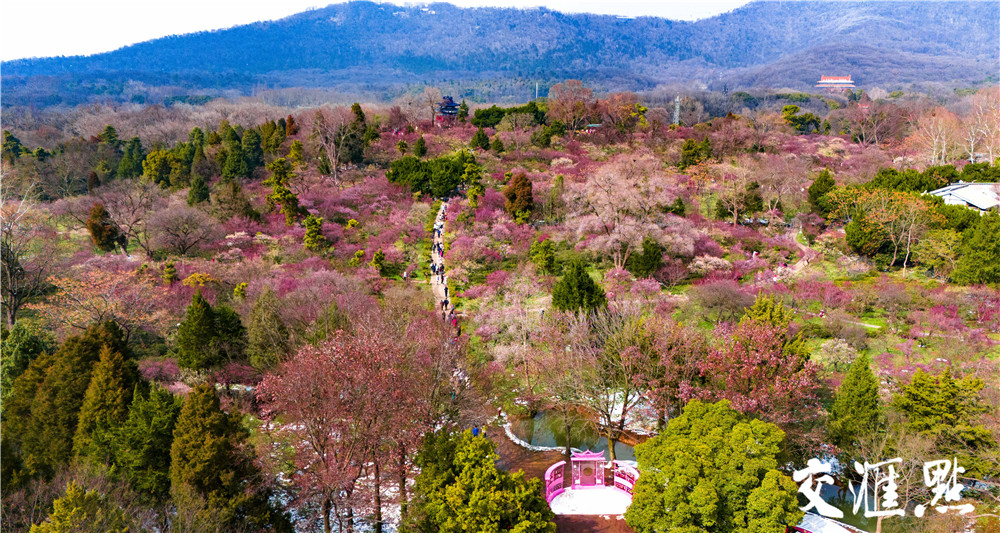 2024年2月25日，雪后的南京太阳出来了，市民和游客来到南京梅花山踏雪寻梅。粉、红、白的梅花配上白雪, 散发着淡淡的幽香，让人流连忘返。 新华日报·交汇点记者 吴俊摄