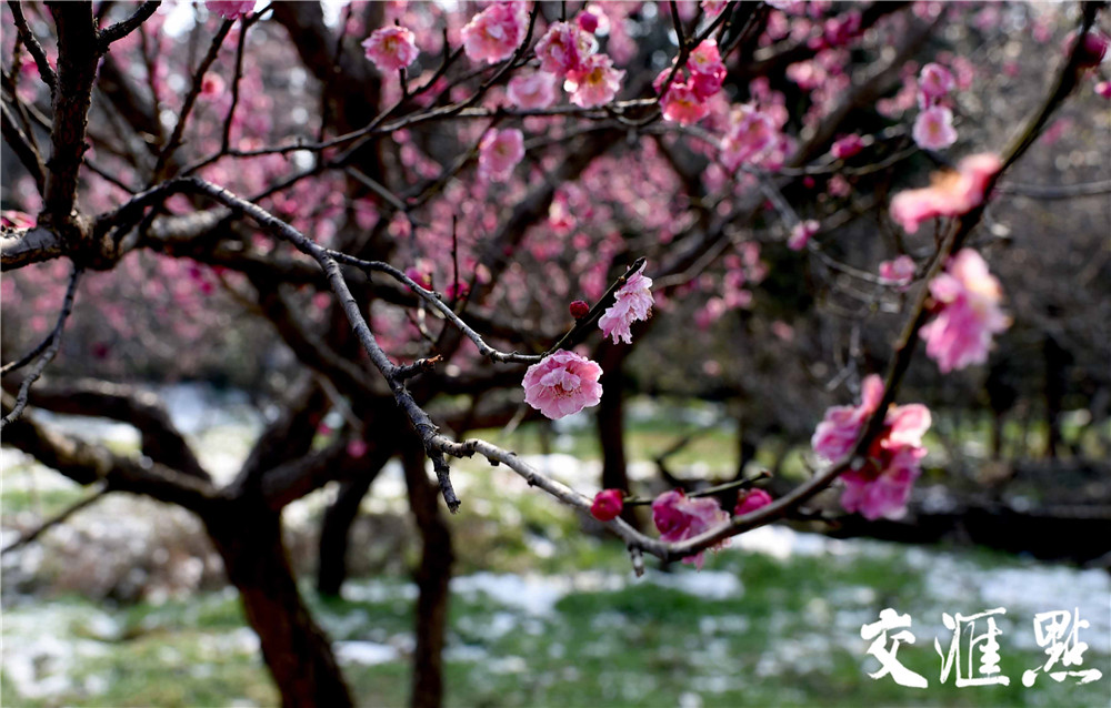 2024年2月25日，雪后的南京太阳出来了，市民和游客来到南京梅花山踏雪寻梅。粉、红、白的梅花配上白雪, 散发着淡淡的幽香，让人流连忘返。 新华日报·交汇点记者 吴俊摄 