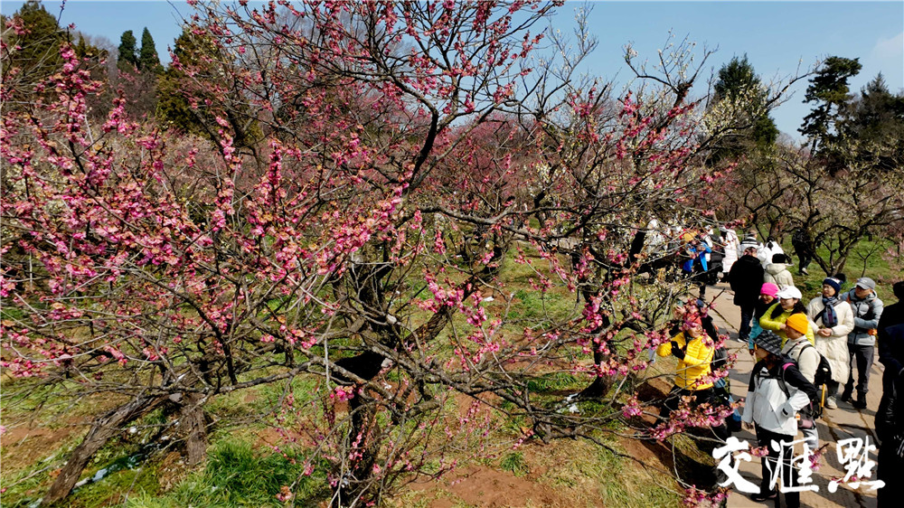 2月25日，雪后的南京太阳出来了，市民和游客来到南京梅花山踏雪寻梅。粉、红、白的梅花配上白雪, 散发着淡淡的幽香，让人流连忘返。 新华日报·交汇点记者 吴俊摄