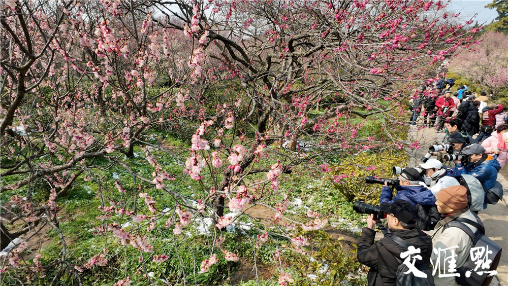 2024年2月25日，雪后的南京太阳出来了，市民和游客来到南京梅花山踏雪寻梅。粉、红、白的梅花配上白雪, 散发着淡淡的幽香，让人流连忘返。 新华日报·交汇点记者 吴俊摄