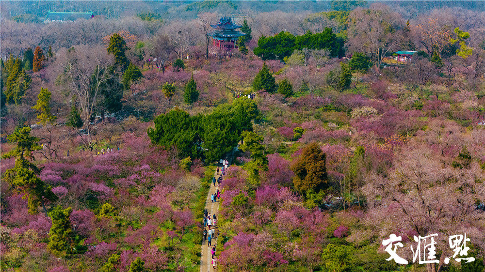 2024年2月25日，雪后的南京太阳出来了，市民和游客来到南京梅花山踏雪寻梅。粉、红、白的梅花配上白雪, 散发着淡淡的幽香，让人流连忘返。 新华日报·交汇点记者 吴俊摄