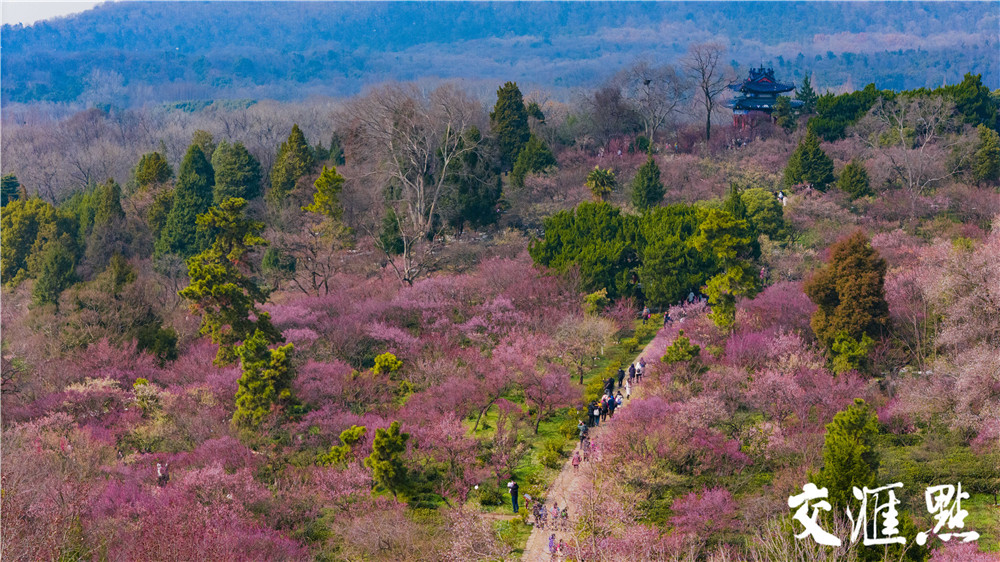 2024年2月25日，雪后的南京太阳出来了，市民和游客来到南京梅花山踏雪寻梅。粉、红、白的梅花配上白雪, 散发着淡淡的幽香，让人流连忘返。 新华日报·交汇点记者 吴俊摄