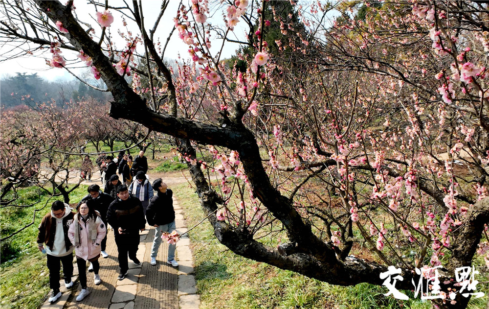 2024年2月25日，雪后的南京太阳出来了，市民和游客来到南京梅花山踏雪寻梅。粉、红、白的梅花配上白雪, 散发着淡淡的幽香，让人流连忘返。 新华日报·交汇点记者 吴俊摄