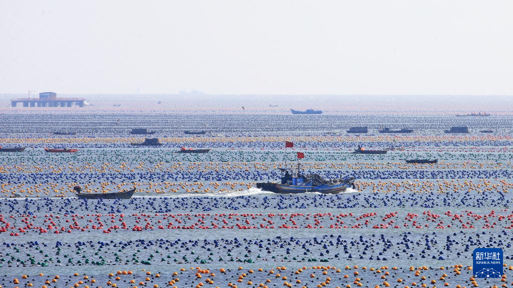   2月26日，在山东荣成爱伦湾海洋牧场，养殖工人驾船在养殖区作业。

  春节刚过，在山东省荣成市的各个海洋牧场里，养殖船来往穿梭，养殖工人紧张作业，一派“海上春耕”的繁忙景象。

  新华社发（王福东摄）