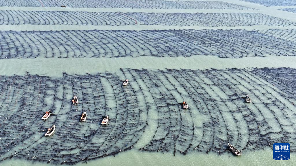   2月26日，在山东荣成爱伦湾海洋牧场，养殖工人在海带养殖区作业（无人机照片）。

  春节刚过，在山东省荣成市的各个海洋牧场里，养殖船来往穿梭，养殖工人紧张作业，一派“海上春耕”的繁忙景象。

  新华社发（王福东摄）
