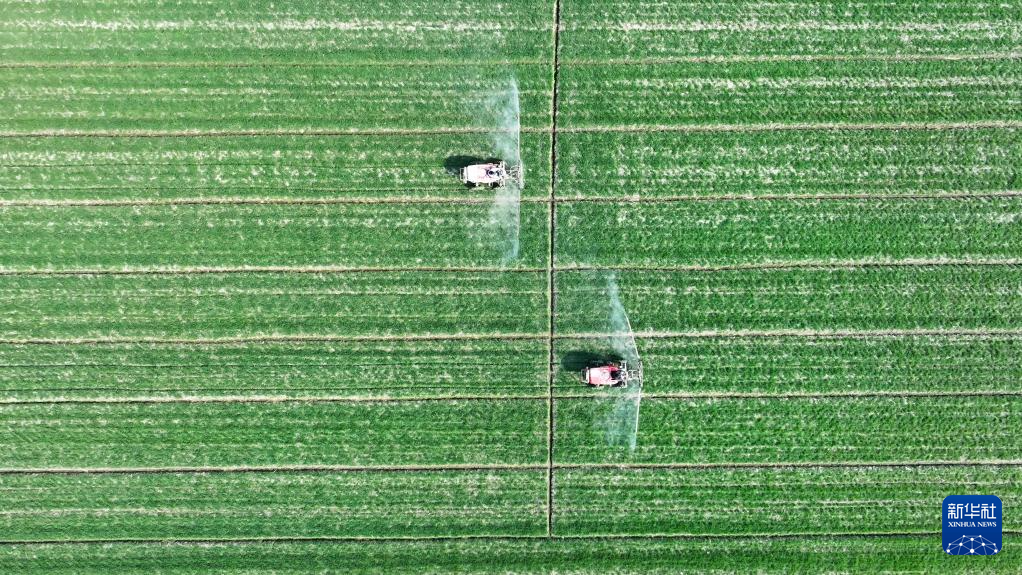   3月8日，在江苏省淮安市洪泽区三河镇，农民驾驶农机在麦田作业（无人机照片）。
  春暖时节，各地农民抢抓时节忙农事，一派春日农忙景象。
  新华社发（殷潮摄）
