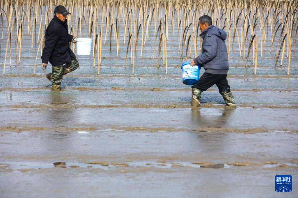   3月8日，在河南省信阳市光山县南向店乡何畈村鑫磊合作社，社员在田间进行水稻育秧工作。
  春暖时节，各地农民抢抓时节忙农事，一派春日农忙景象。
  新华社发（谢万柏摄）
