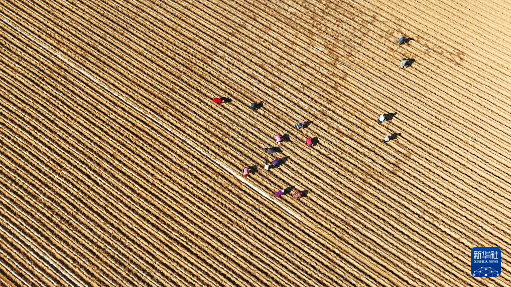   3月8日，山东省临沂市郯城县郯城街道农民在一处蔬菜种植基地劳作（无人机照片）。
  春暖时节，各地农民抢抓时节忙农事，一派春日农忙景象。
  新华社发（张春雷摄）