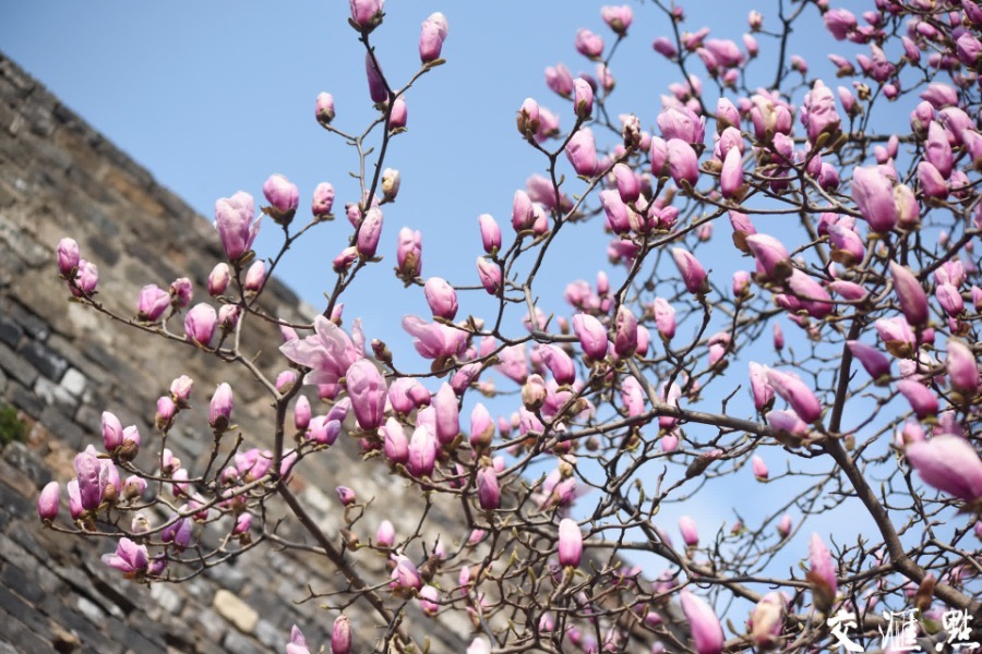 3月14日，南京汉中门广场上几株玉兰花盛开，迎来最佳观赏期。绽放枝头的粉玉兰、白玉兰随风摇曳，为古老的明城墙增添了几分诗意与浪漫。新华日报·交汇点记者 余萍/摄 