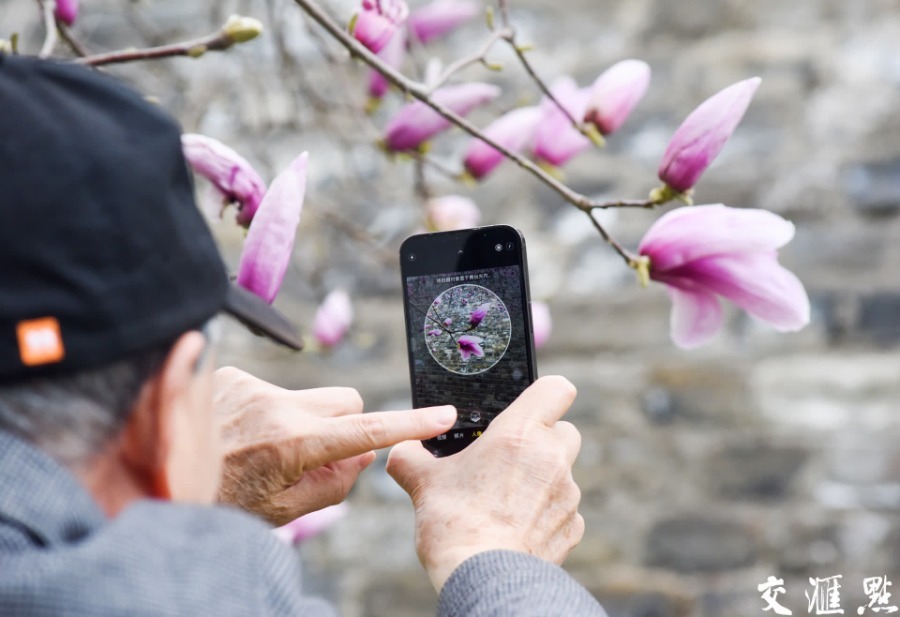 3月14日，南京汉中门广场上几株玉兰花盛开，迎来最佳观赏期。绽放枝头的粉玉兰、白玉兰随风摇曳，为古老的明城墙增添了几分诗意与浪漫。新华日报·交汇点记者 余萍/摄 