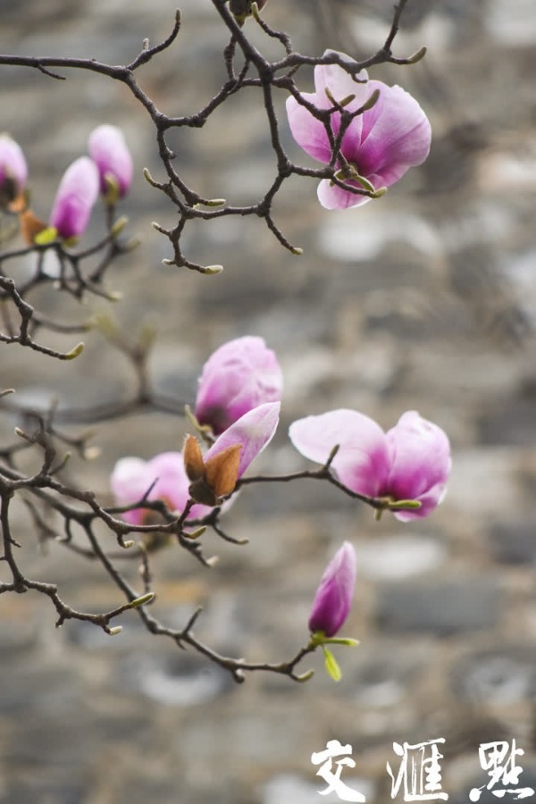 3月14日，南京汉中门广场上几株玉兰花盛开，迎来最佳观赏期。绽放枝头的粉玉兰、白玉兰随风摇曳，为古老的明城墙增添了几分诗意与浪漫。新华日报·交汇点记者 余萍/摄 