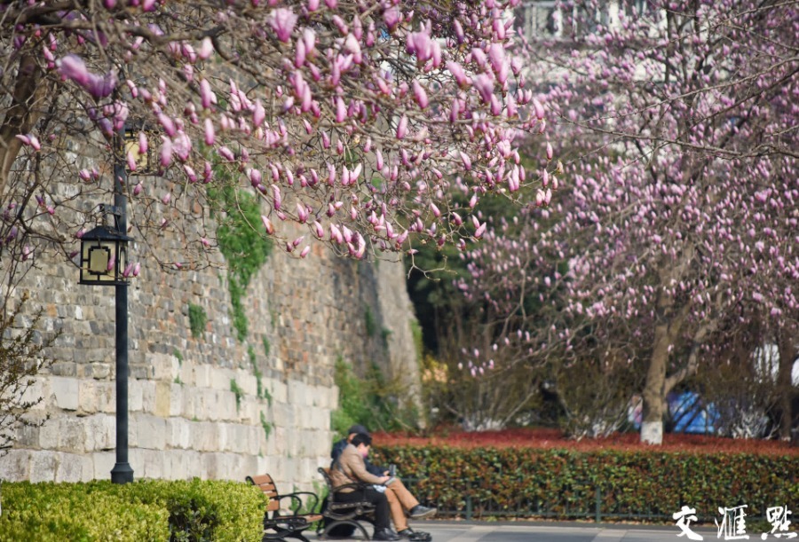 南京玉兰花盛开为明城墙添诗意与浪漫