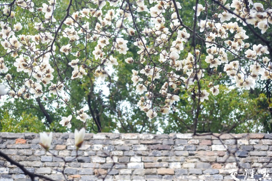 3月14日，南京汉中门广场上几株玉兰花盛开，迎来最佳观赏期。绽放枝头的粉玉兰、白玉兰随风摇曳，为古老的明城墙增添了几分诗意与浪漫。新华日报·交汇点记者 余萍/摄 