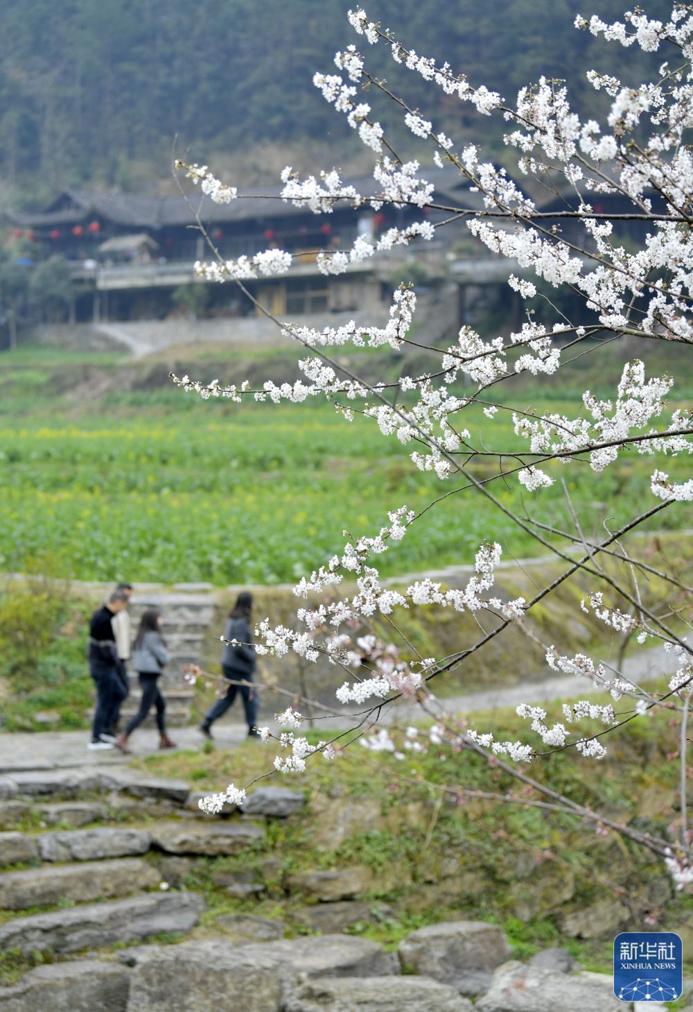 3月13日,游客伴着花香游览湖北省恩施土家族苗族自治州宣恩县彭家寨古