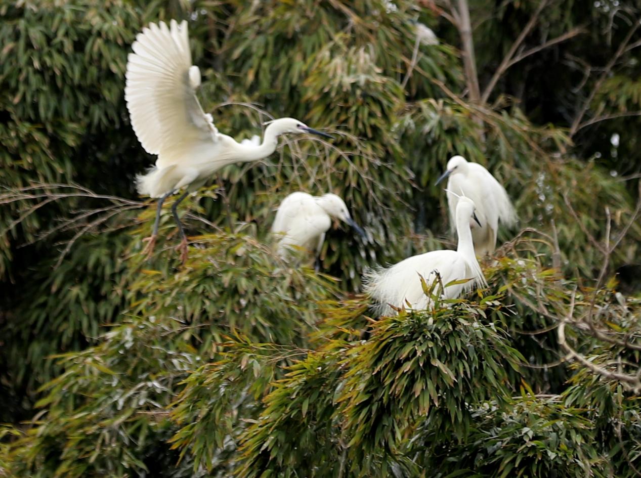 高淳桠溪春暖花开之际成群白鹭栖息乡村竹林