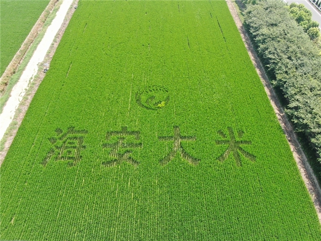 海安国家现代农业产业园绿色生态种养绘就农业可持续发展新篇章