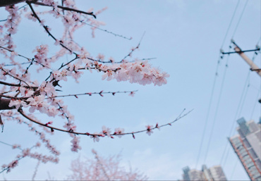 北京街头,美丽的山桃花盛开。人民网记者 刘微摄