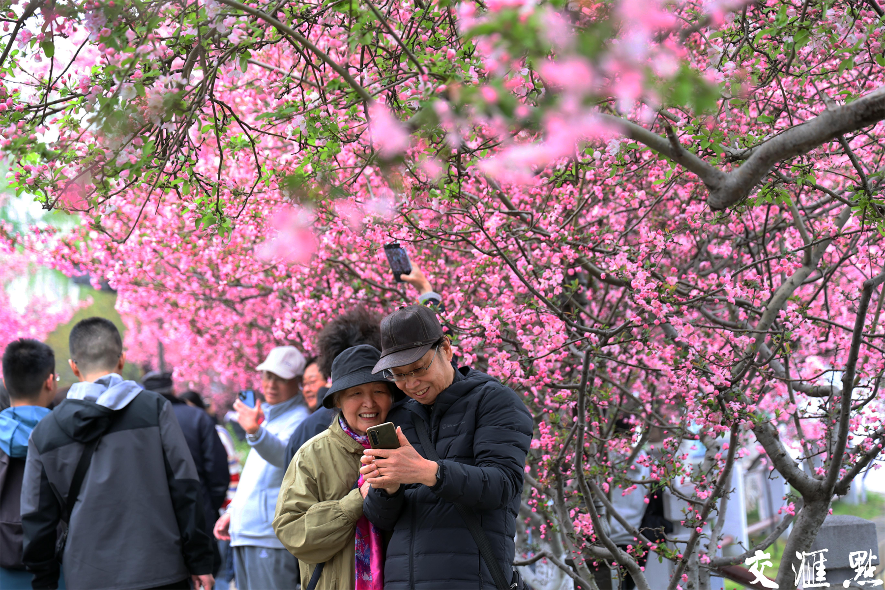 2024年3月24日，南京莫愁湖公园的垂丝海棠、西城海棠盛放，最美海棠季上线，公园被盛开的海棠霸屏。又是周末，吸引如织的市民、游客前来观赏。新华日报·交汇点记者 宋宁/摄