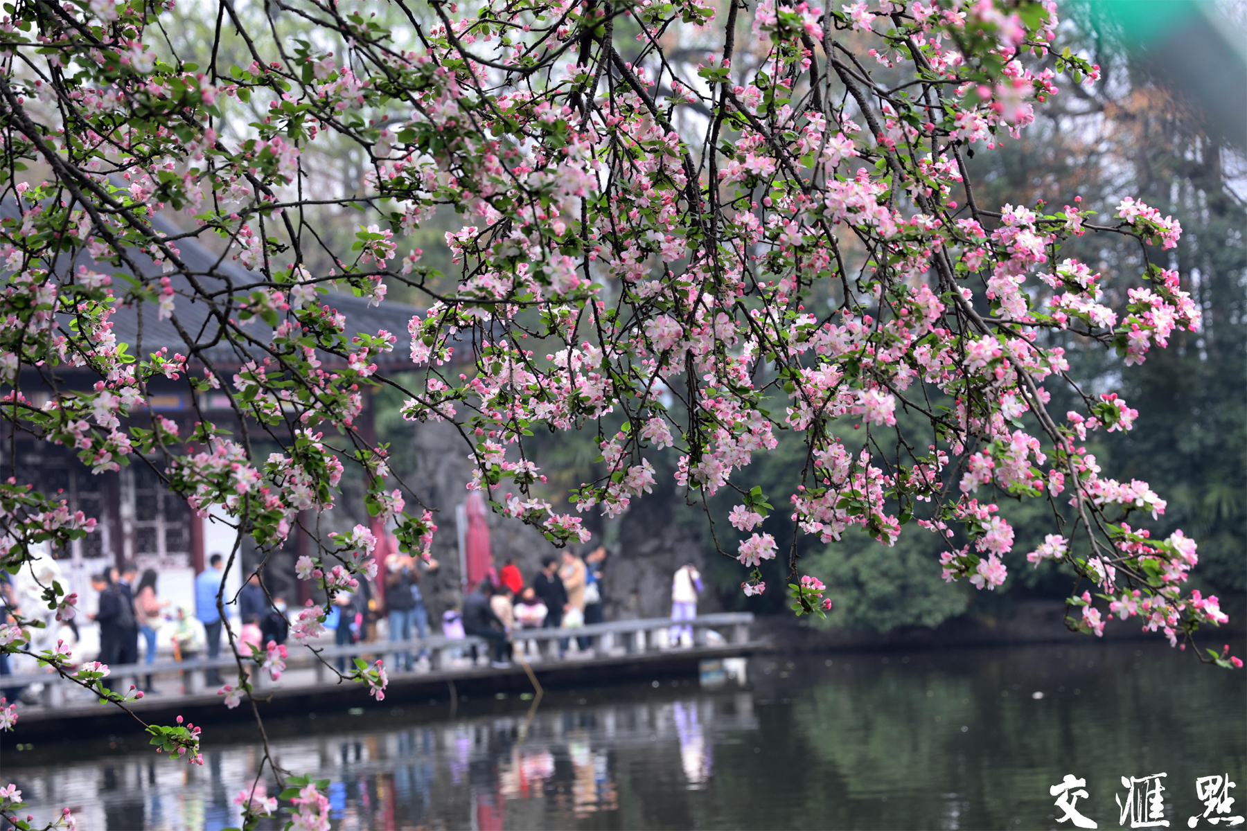 莫愁湖的海棠花图片