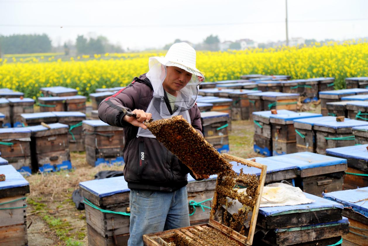 在定埠村油菜花地里看到,蜂农徐辉与家人正在蜂箱边查看蜜蜂采蜜情况