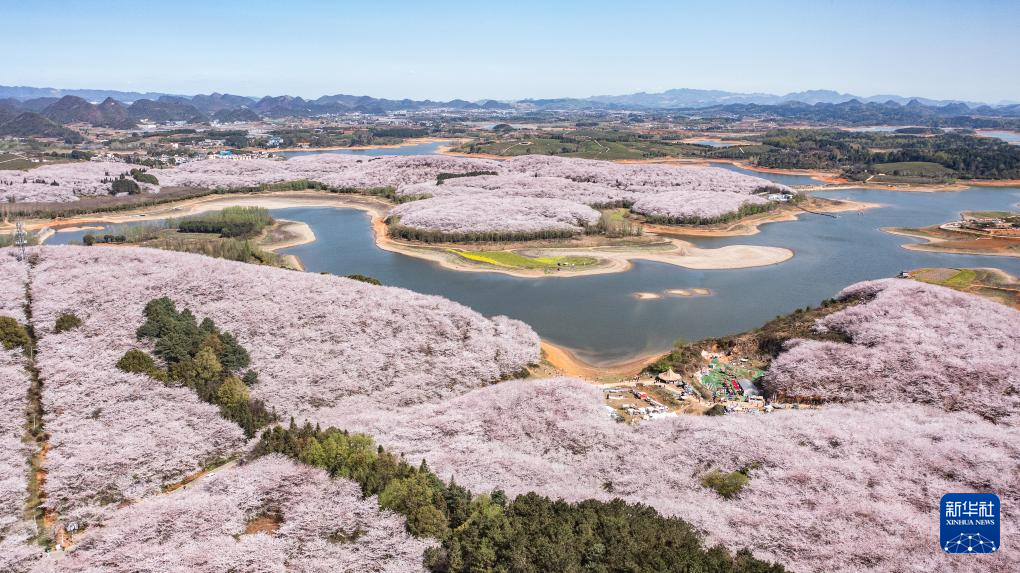 3月25日拍摄的贵州省贵安新区樱花园（无人机照片）。